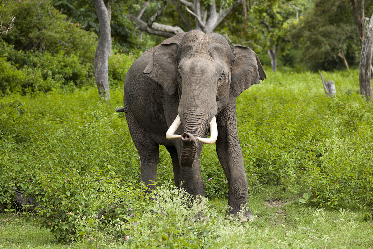 1200x800 > Asian Elephant Wallpapers