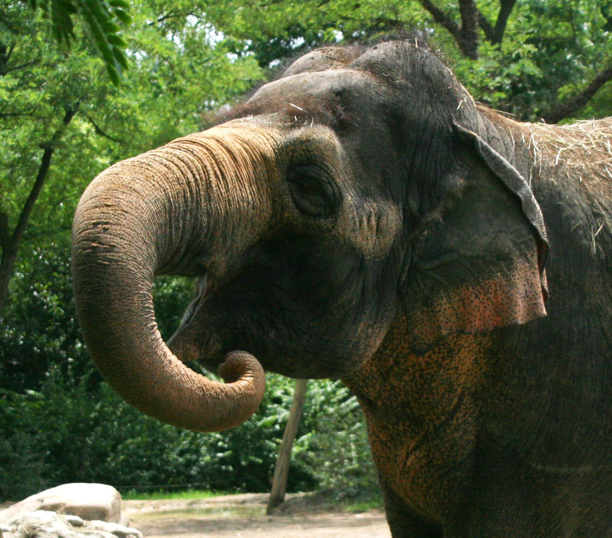 1256x1104 > Asian Elephant Wallpapers