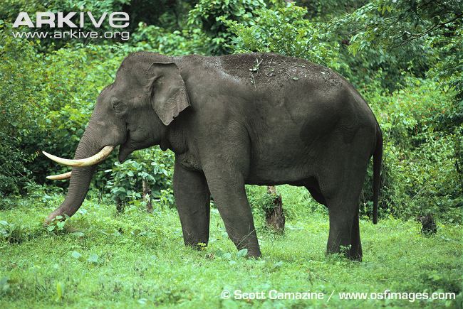 Nice Images Collection: Asian Elephant Desktop Wallpapers