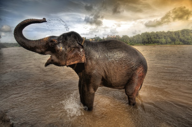 HQ Asian Elephant Wallpapers | File 93.87Kb