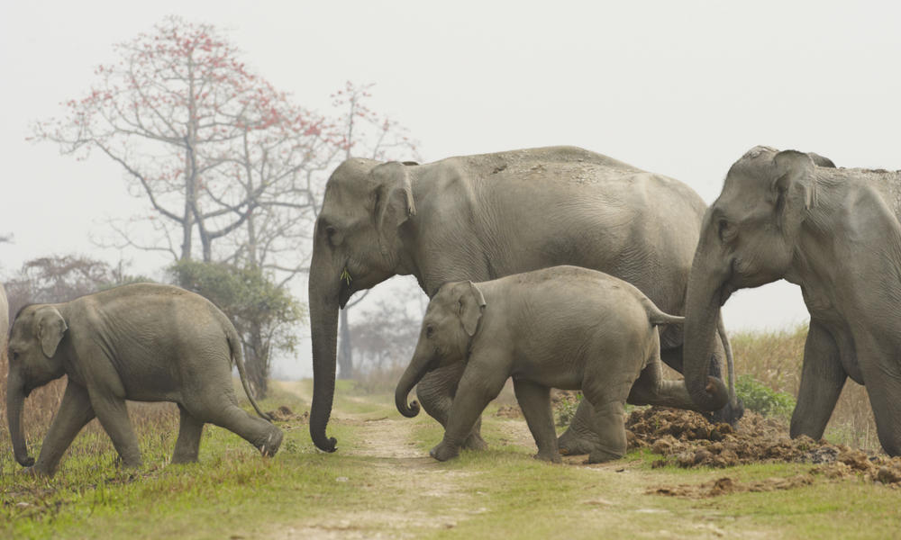 Asian Elephant Backgrounds, Compatible - PC, Mobile, Gadgets| 1000x600 px