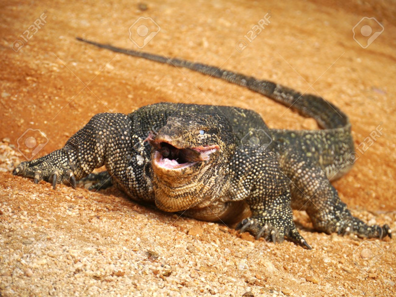 Nice Images Collection: Asian Water Monitor Desktop Wallpapers
