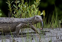 HQ Asian Water Monitor Wallpapers | File 14.89Kb