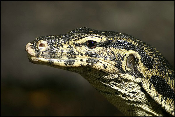 Asian Water Monitor Backgrounds, Compatible - PC, Mobile, Gadgets| 600x402 px