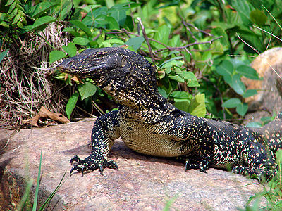 High Resolution Wallpaper | Asian Water Monitor 400x300 px