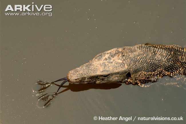 Nice wallpapers Asian Water Monitor 650x432px