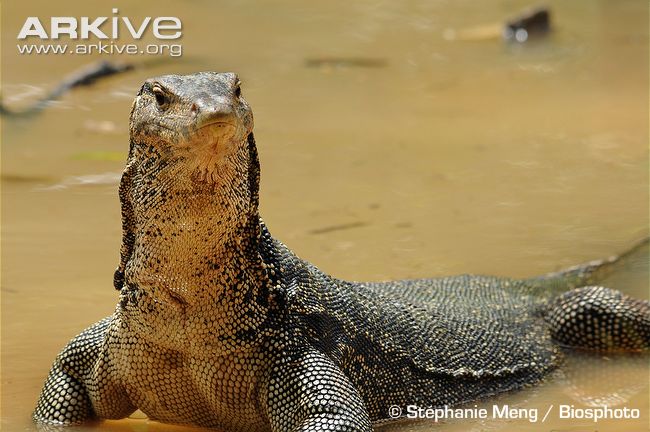 Asian Water Monitor Backgrounds, Compatible - PC, Mobile, Gadgets| 650x432 px