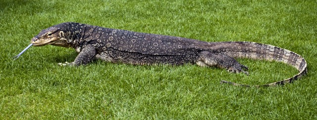 HD Quality Wallpaper | Collection: Animal, 640x243 Asian Water Monitor