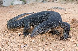 Asian Water Monitor Pics, Animal Collection
