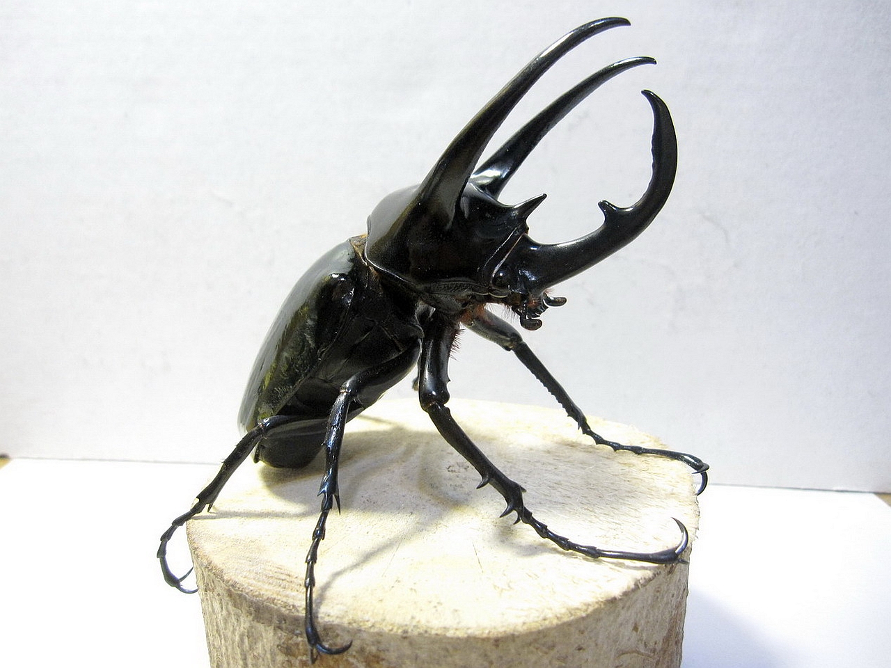 Atlas Beetle #6