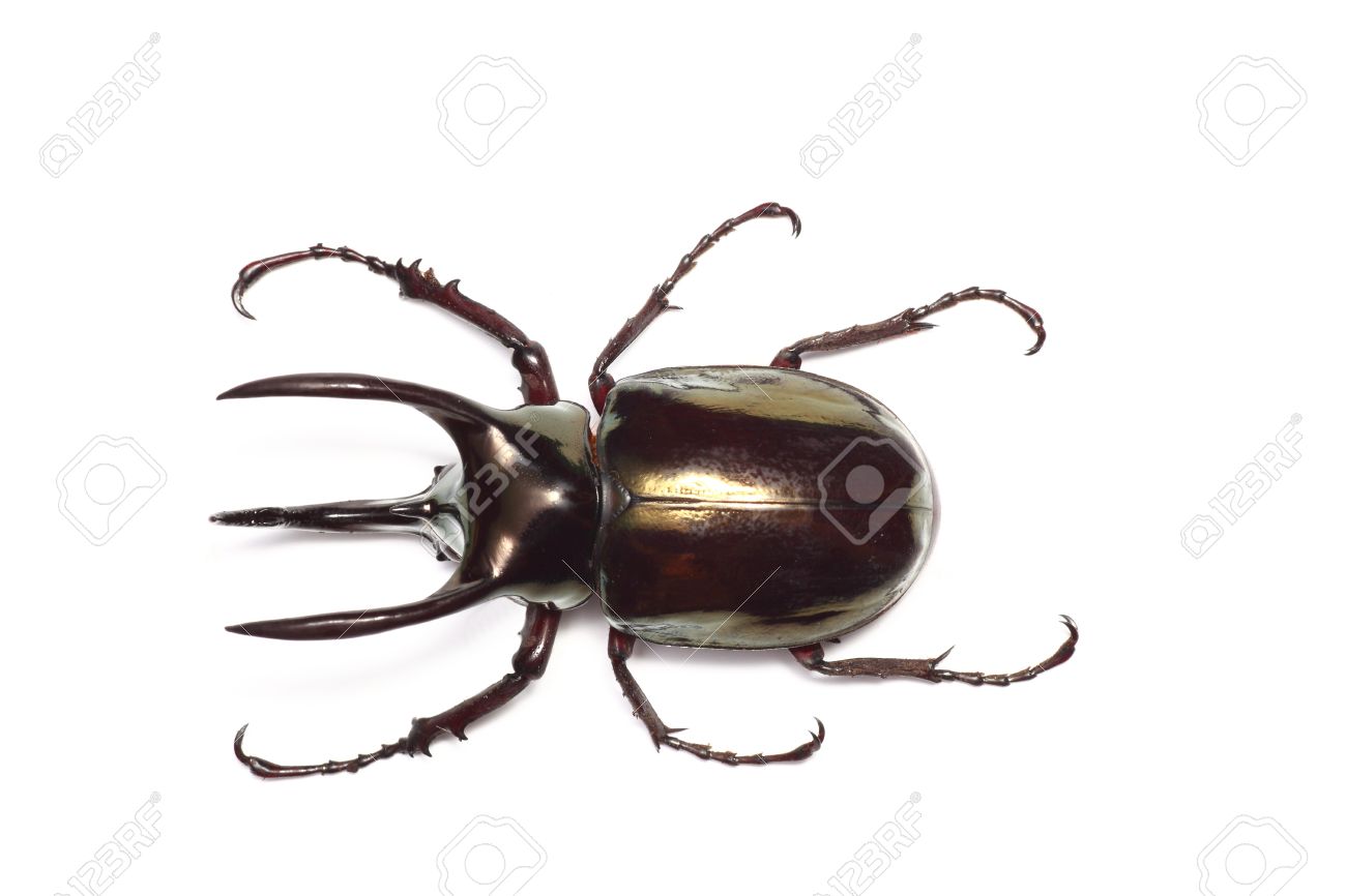 Atlas Beetle #3