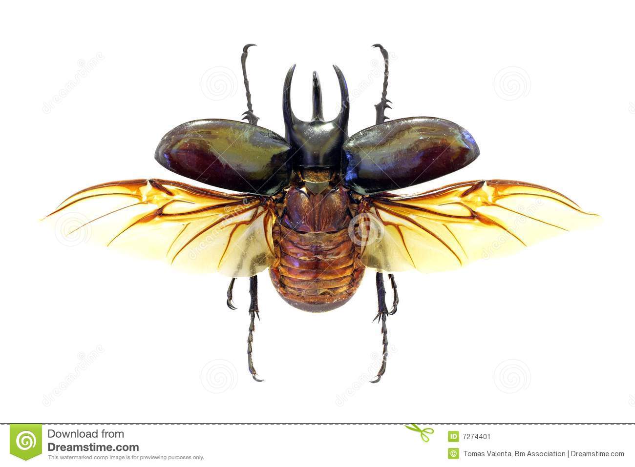 Atlas Beetle HD wallpapers, Desktop wallpaper - most viewed