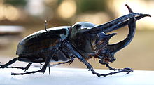 Atlas Beetle HD wallpapers, Desktop wallpaper - most viewed