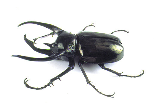 Atlas Beetle #14