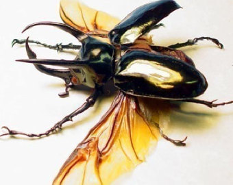 Atlas Beetle #16