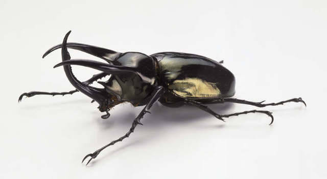 Atlas Beetle #17