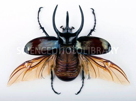 Atlas Beetle #25