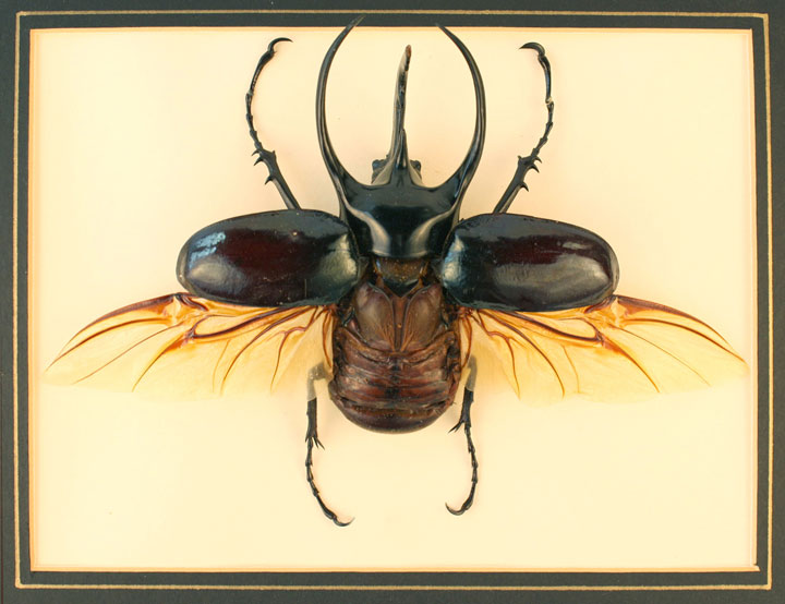 Atlas Beetle #21
