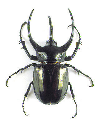 Atlas Beetle #12