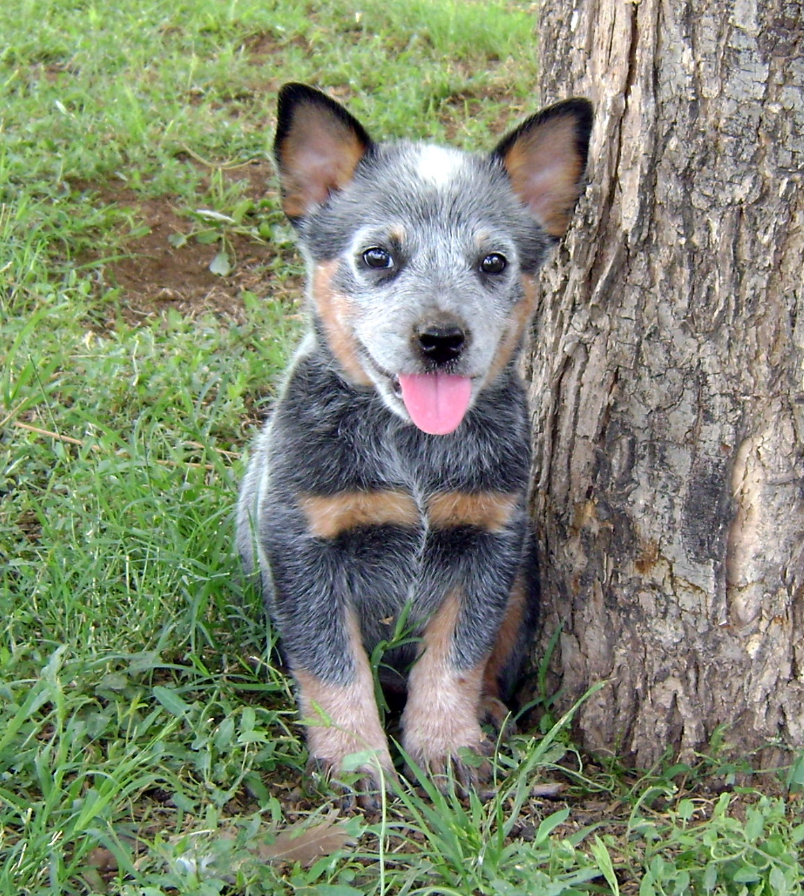 HD Quality Wallpaper | Collection: Animal, 1158x1290 Australian Cattle Dog
