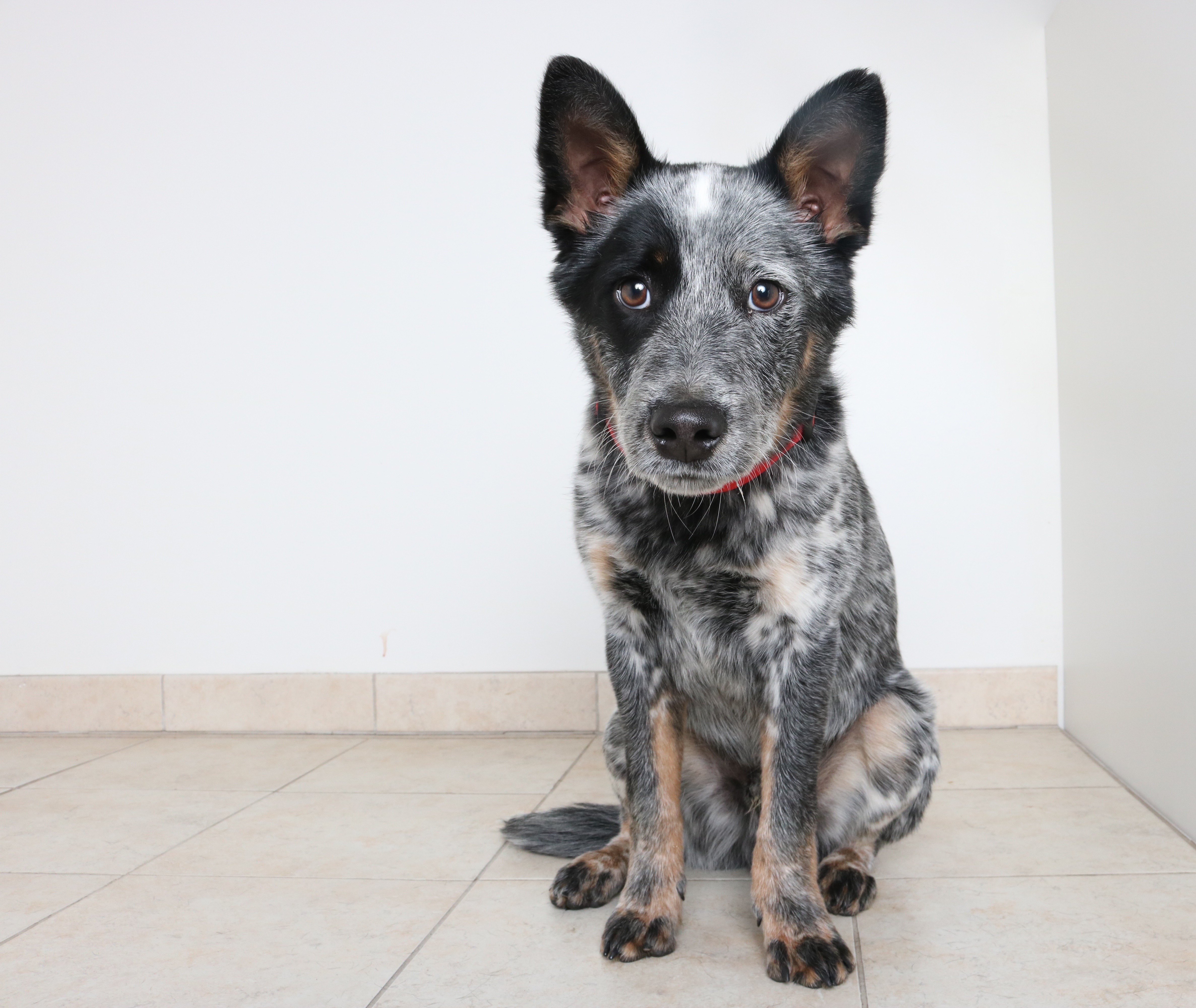 HD Quality Wallpaper | Collection: Animal, 4747x4000 Australian Cattle Dog