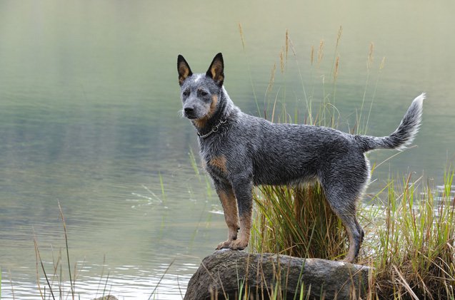 Amazing Australian Cattle Dog Pictures & Backgrounds