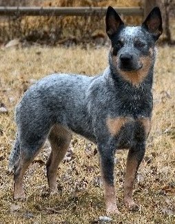Nice Images Collection: Australian Cattle Dog Desktop Wallpapers