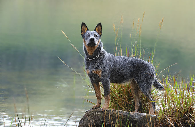 HD Quality Wallpaper | Collection: Animal, 680x445 Australian Cattle Dog