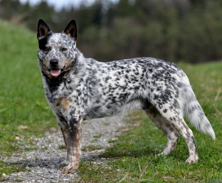 HD Quality Wallpaper | Collection: Animal, 736x607 Australian Cattle Dog