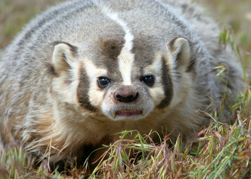 Badger Pics, Animal Collection