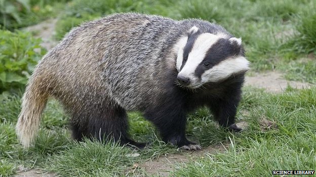 HD Quality Wallpaper | Collection: Animal, 624x351 Badger