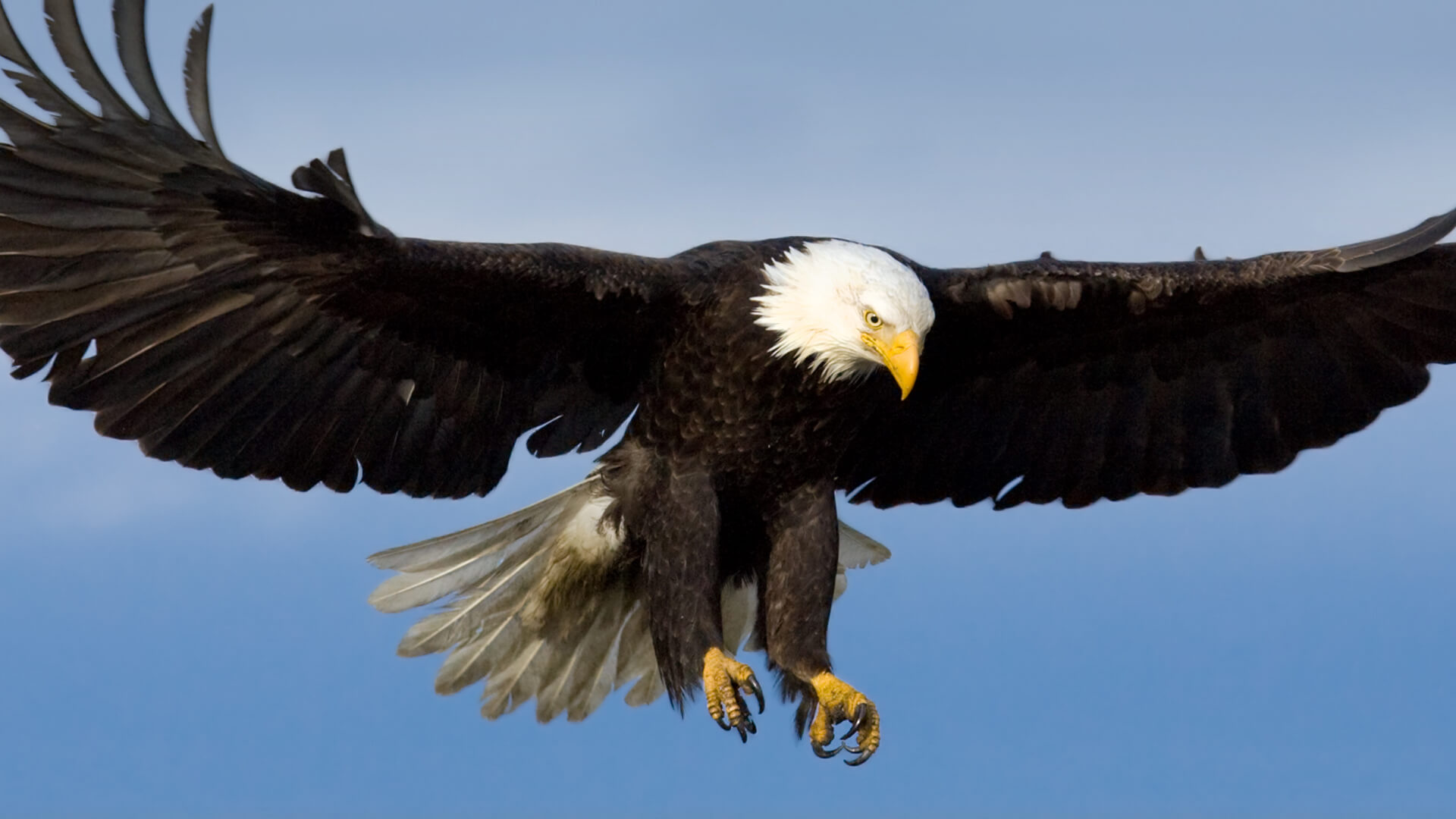Nice Images Collection: Bald Eagle Desktop Wallpapers