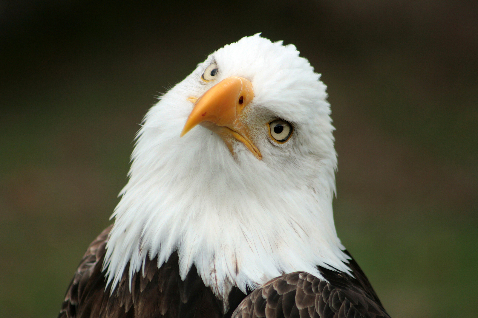 HD Quality Wallpaper | Collection: Animal, 1600x1067 Eagle