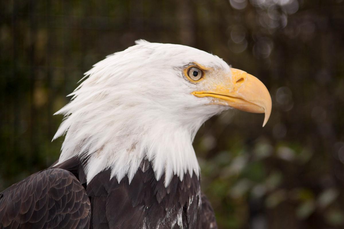 Bald Eagle High Quality Background on Wallpapers Vista