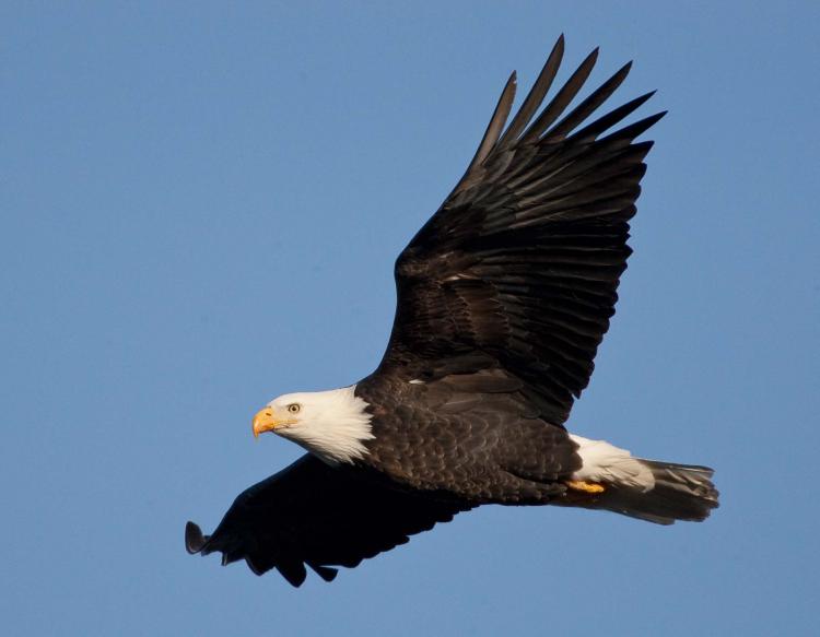 Nice Images Collection: Bald Eagle Desktop Wallpapers