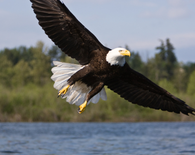 Amazing Bald Eagle Pictures & Backgrounds