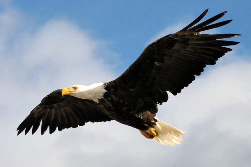 Bald Eagle High Quality Background on Wallpapers Vista
