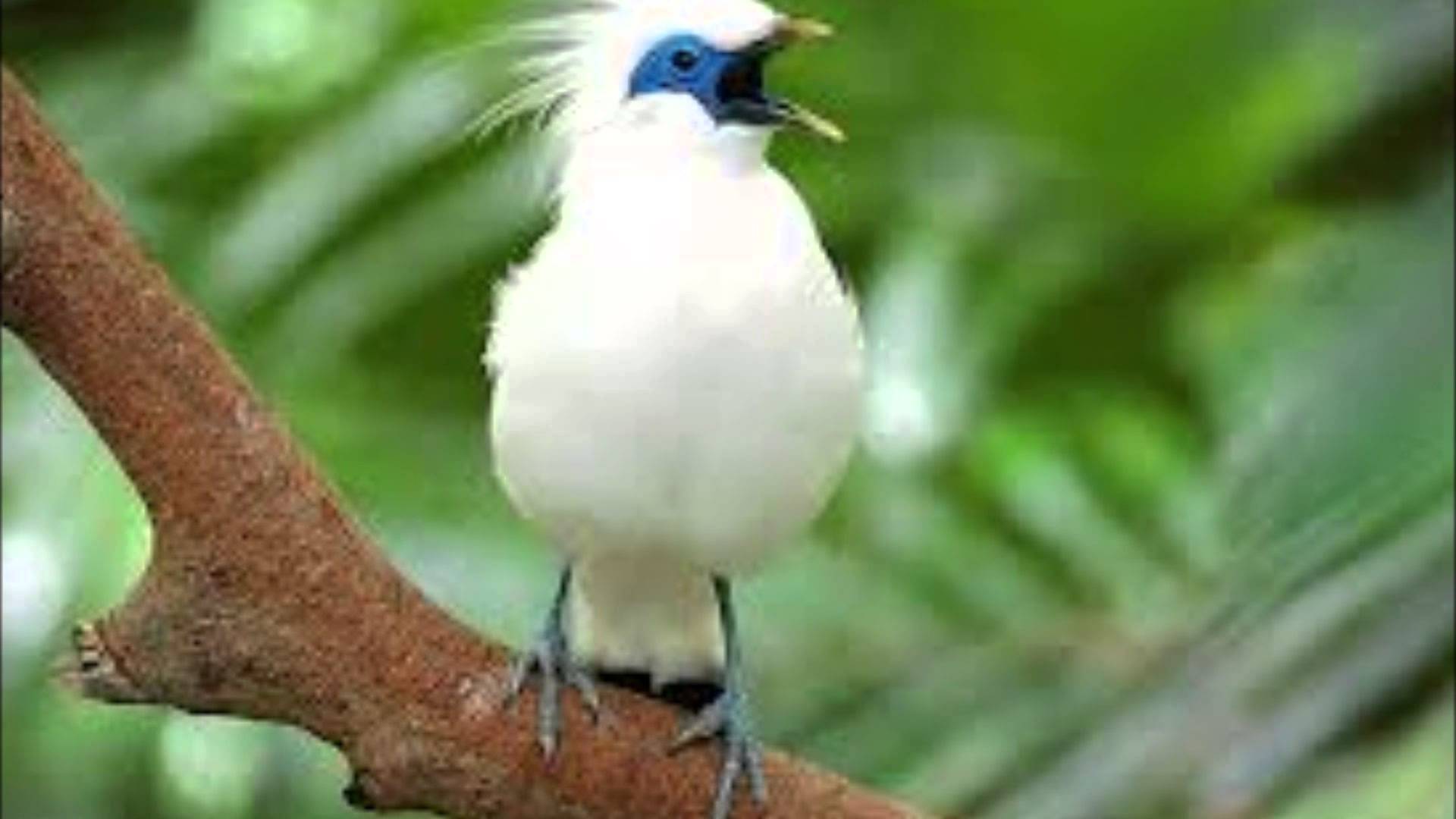 Bali Myna High Quality Background on Wallpapers Vista