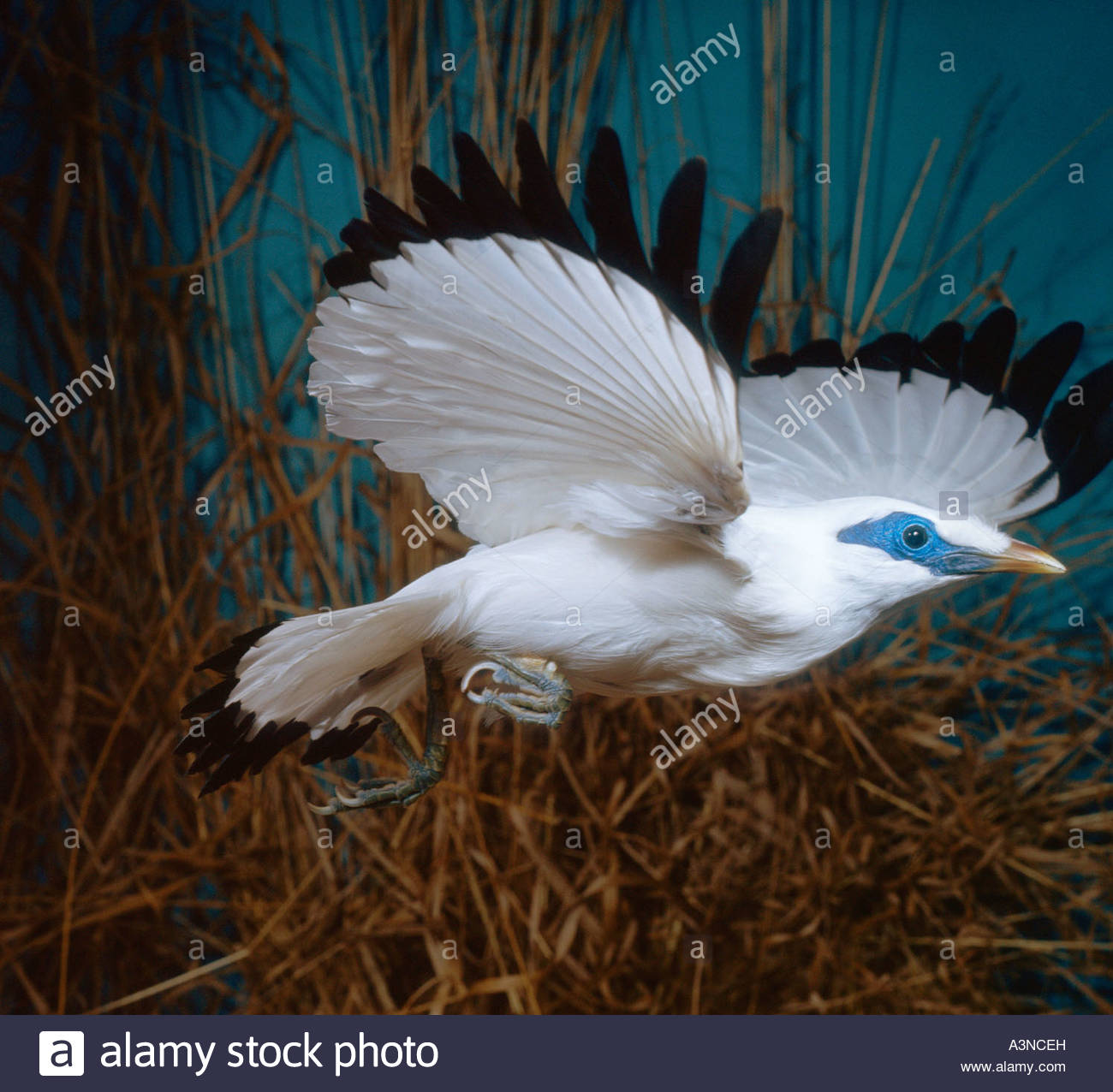 Bali Myna Backgrounds, Compatible - PC, Mobile, Gadgets| 1300x1276 px
