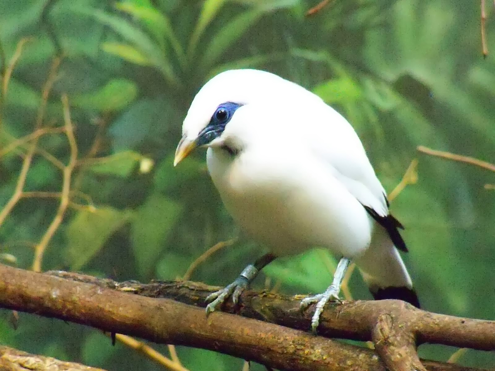 Bali Myna Backgrounds, Compatible - PC, Mobile, Gadgets| 1600x1200 px