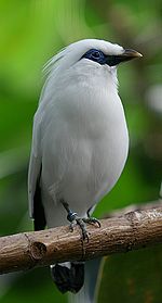 Bali Myna Backgrounds, Compatible - PC, Mobile, Gadgets| 150x279 px
