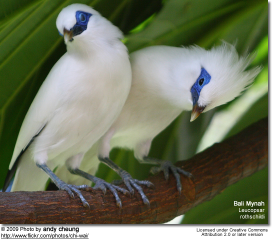 Bali Myna Backgrounds, Compatible - PC, Mobile, Gadgets| 544x478 px