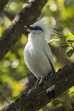 Bali Myna High Quality Background on Wallpapers Vista