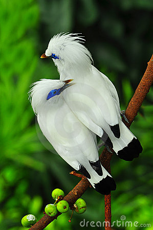 Amazing Bali Myna Pictures & Backgrounds
