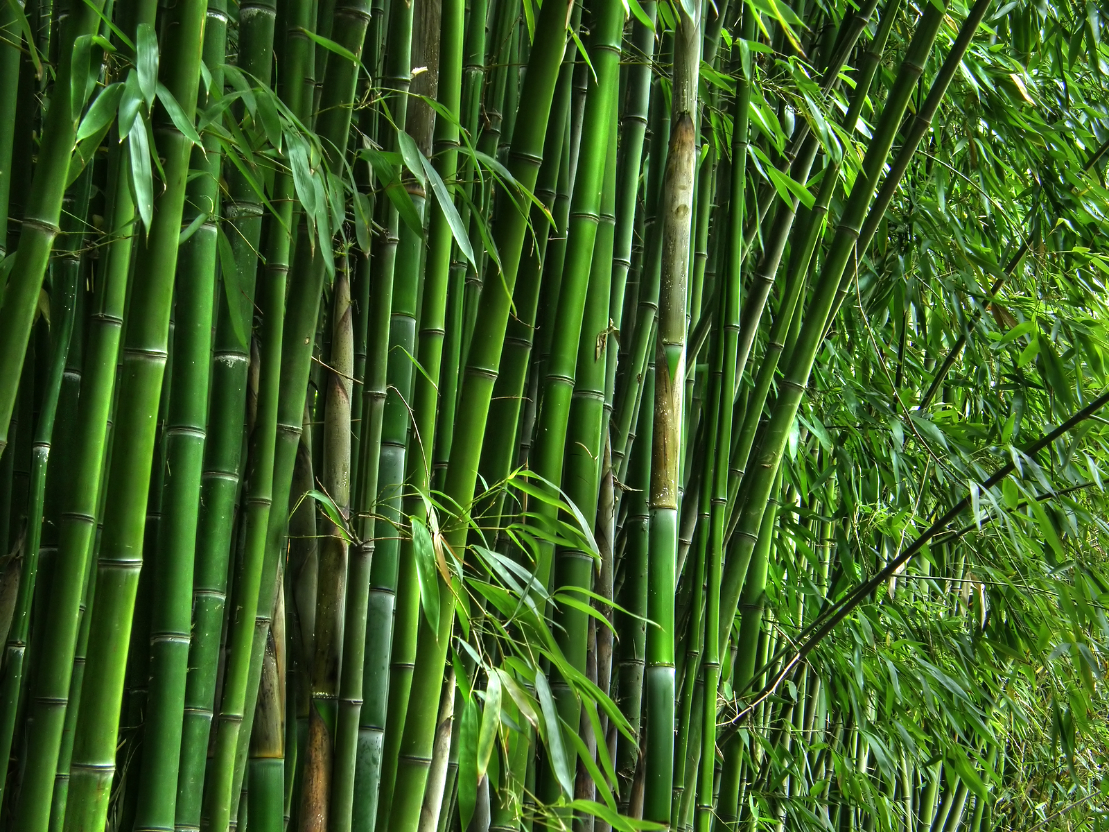 High Resolution Wallpaper | Bamboo 1600x1200 px
