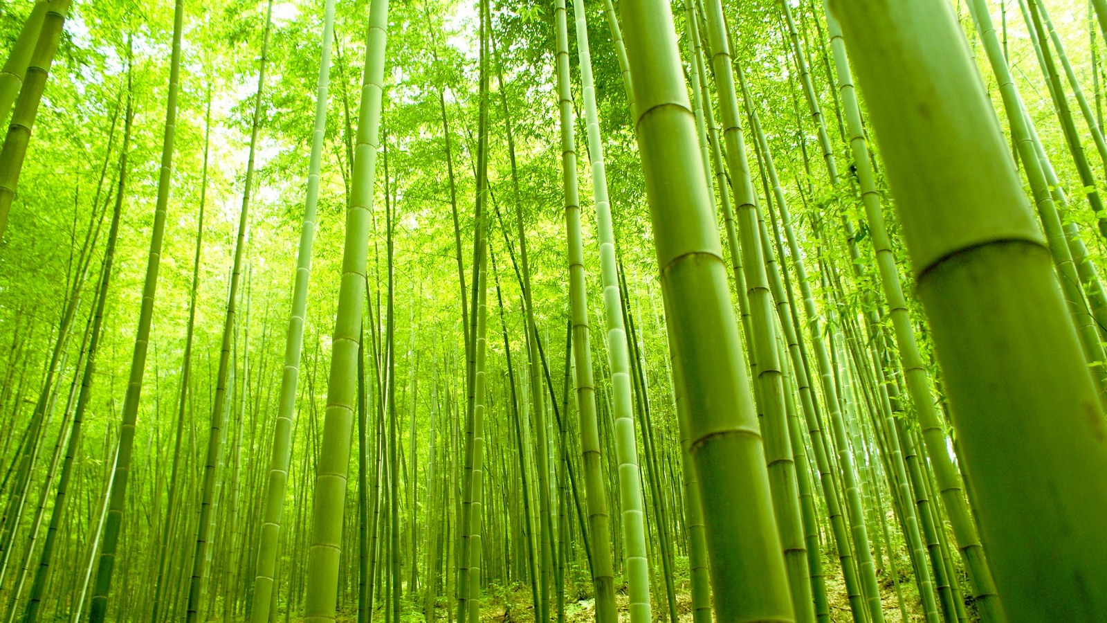 Bamboo Pics, Earth Collection