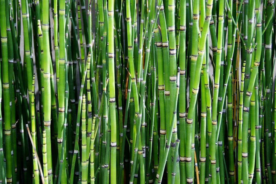 HQ Bamboo Wallpapers | File 226.84Kb