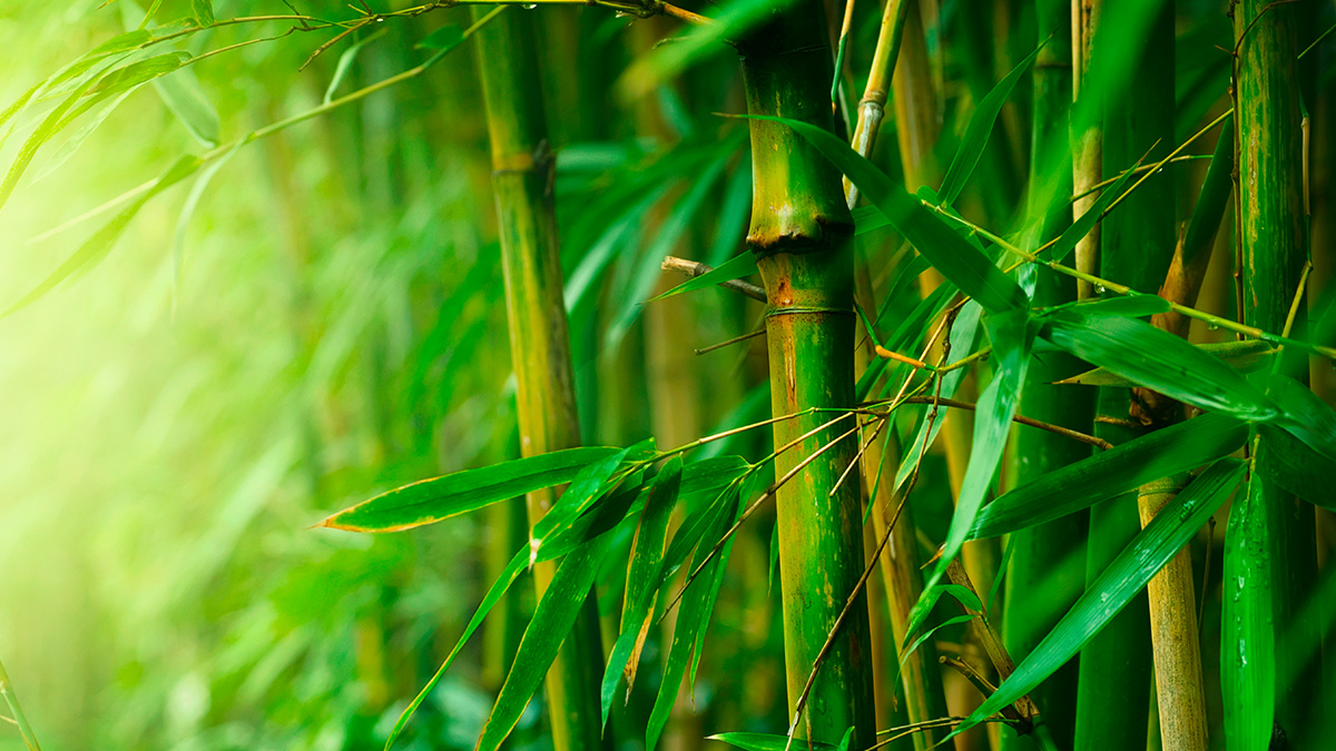 Nice wallpapers Bamboo 1200x675px