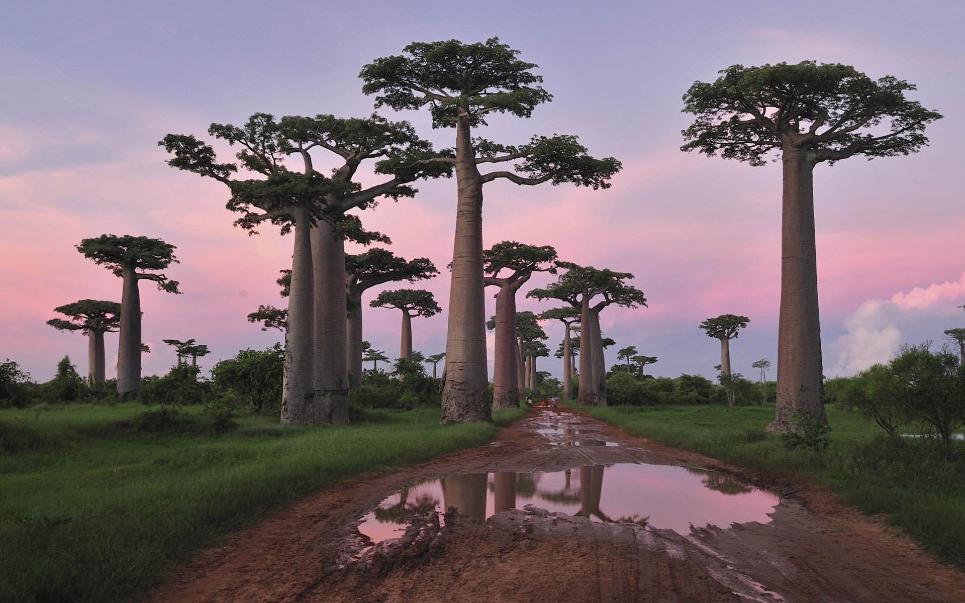 HQ Baobab Tree Wallpapers | File 451.16Kb