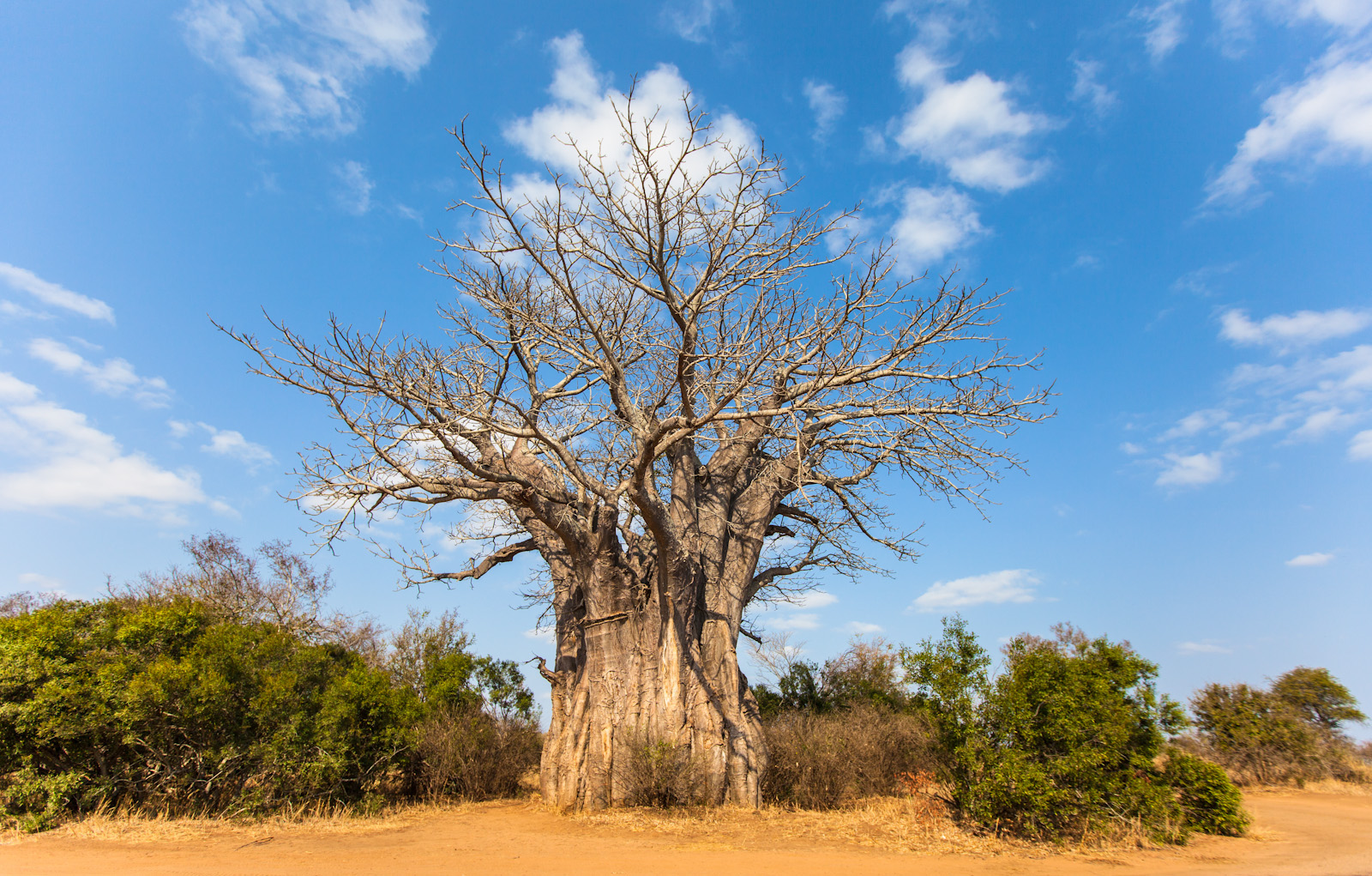 Nice Images Collection: Baobab Tree Desktop Wallpapers